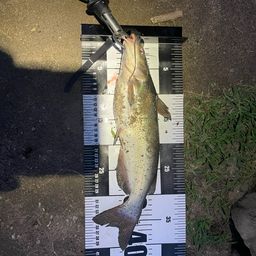 アメリカナマズ