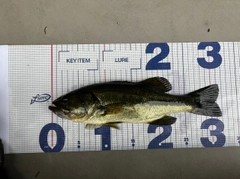 ラージマウスバスの釣果