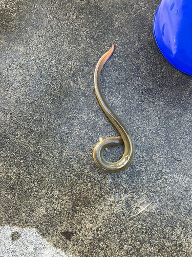 ウナギの釣果