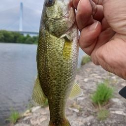 ラージマウスバス