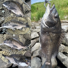 クロダイの釣果