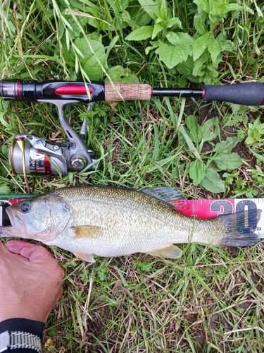 ラージマウスバスの釣果