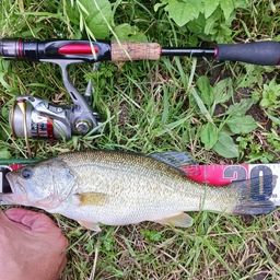 ラージマウスバス