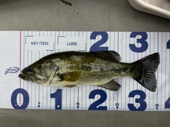 ラージマウスバスの釣果