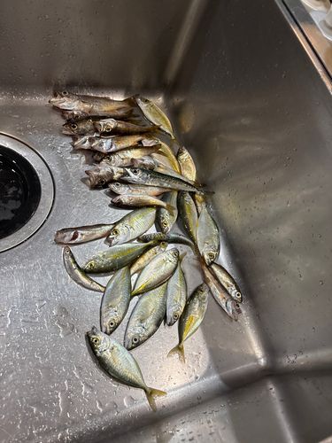 クロムツの釣果