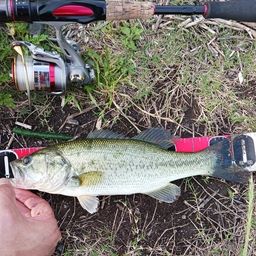 ラージマウスバス