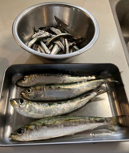 アジの釣果