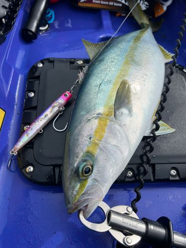 ヒラマサの釣果