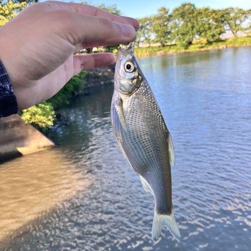 ワタカの釣果
