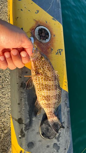 オオモンハタの釣果