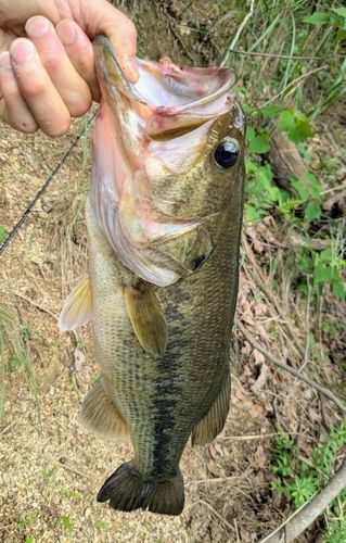 ブラックバスの釣果