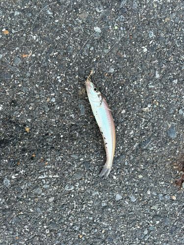 キスの釣果