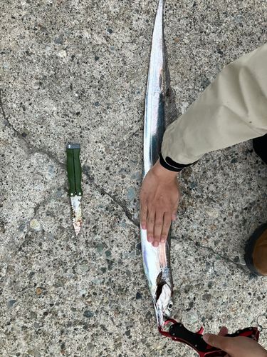 タチウオの釣果