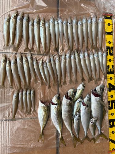 キスの釣果