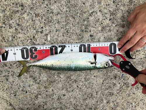 サバの釣果
