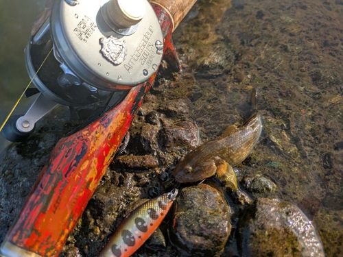 ヌマチチブの釣果