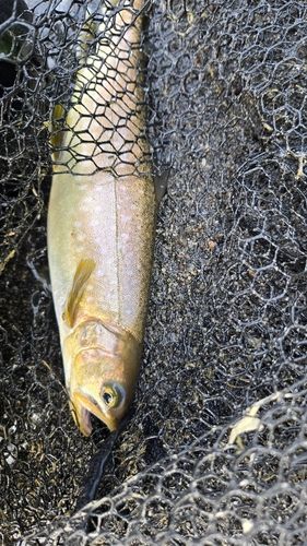 アメマスの釣果