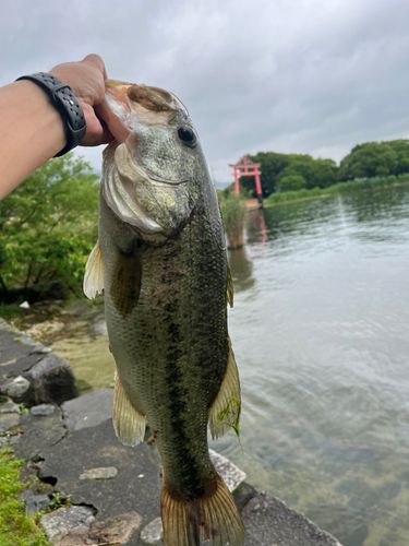 ブラックバスの釣果