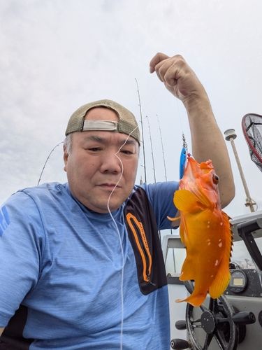 アカハタの釣果