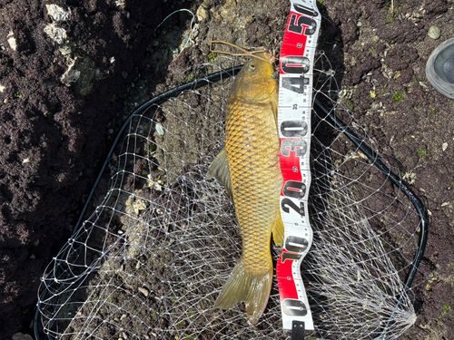 コイの釣果