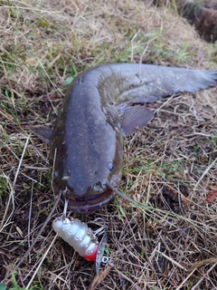 ナマズの釣果