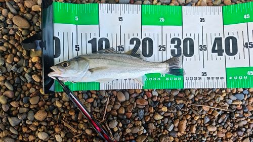 セイゴ（マルスズキ）の釣果