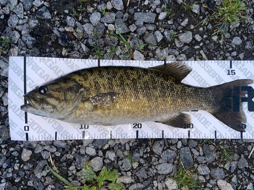 スモールマウスバスの釣果