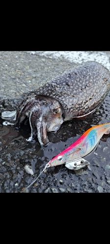 シリヤケイカの釣果
