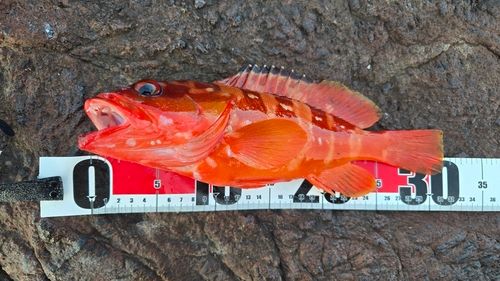 アカハタの釣果