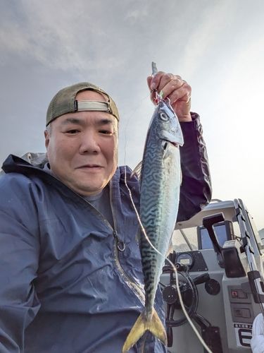 マサバの釣果