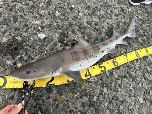 ドチザメの釣果