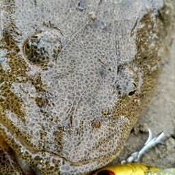 マゴチ