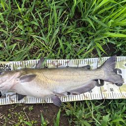 アメリカンキャットフィッシュ