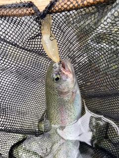 ニジマスの釣果