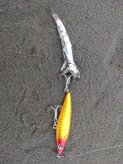 カタクチイワシの釣果