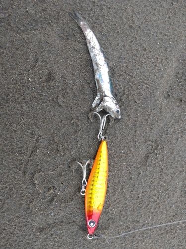 カタクチイワシの釣果
