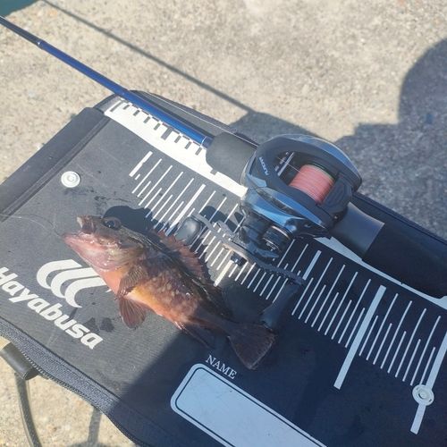 ガシラの釣果