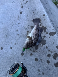 クロソイの釣果