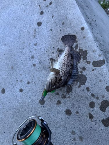 クロソイの釣果
