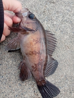 メバルの釣果