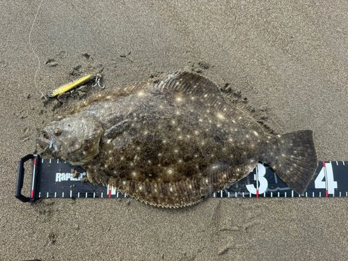 ヒラメの釣果