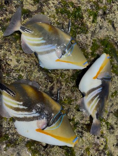ミツバモチノウオの釣果