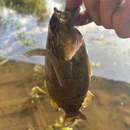 スモールマウスバス