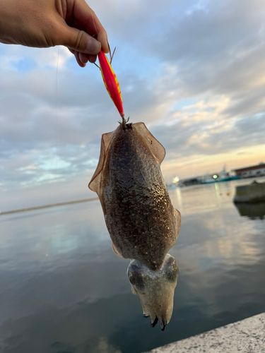 コウイカの釣果