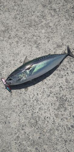 ソウダガツオの釣果