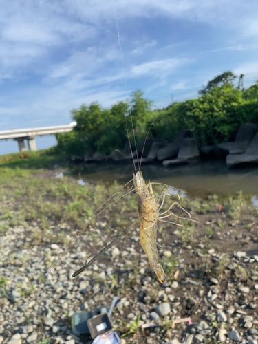テナガエビの釣果