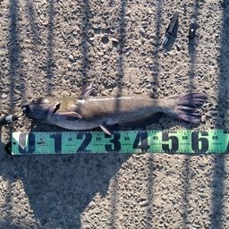 アメリカナマズ