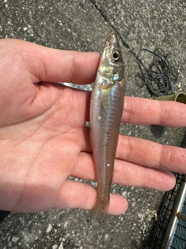キスの釣果