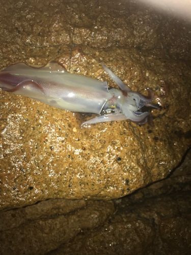 イカの釣果