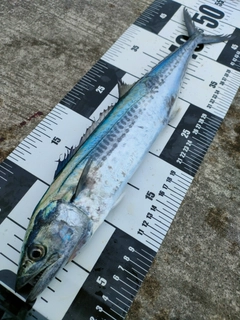 サゴシの釣果
